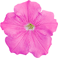 よく咲くペチュニア バカラiQ ピンクの説明を見る
