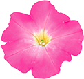 よく咲くペチュニア バカラiQ ブラッシュピンクの説明を見る