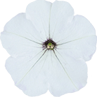 よく咲くペチュニア バカラiQ シルバーホワイトの説明を見る