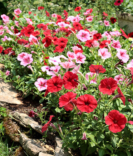 ペチュニア バカラiQの花壇の写真