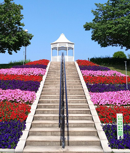 ペチュニア バカラiQの花壇の写真