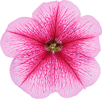 よく咲くペチュニア バカラiQ ストロベリー 花のアップ写真