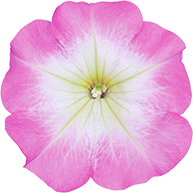 よく咲くペチュニア バカラiQ ピンクモーン 花のアップ写真