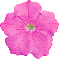 よく咲くペチュニア バカラiQ ピンク 花のアップ写真