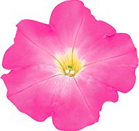 よく咲くペチュニア バカラiQ ブラッシュピンク 花のアップ写真