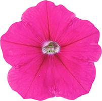 よく咲くペチュニア バカラiQ ローズ 花のアップ写真