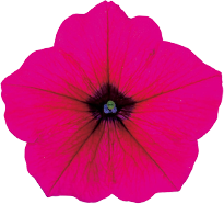 よく咲くペチュニア バカラiQ パープル 花のアップ写真