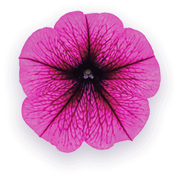 よく咲くペチュニア バカラiQ プラム 花のアップ写真