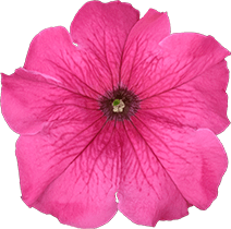 よく咲くペチュニア パフィン ピンク 花のアップ写真