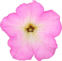 よく咲くペチュニア パフィン ピンクモーン 花のアップ写真