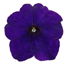 よく咲くペチュニア パフィン ブルー 花のアップ写真