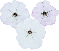 よく咲くペチュニア バカラiQ シルバーホワイト 花のアップ写真