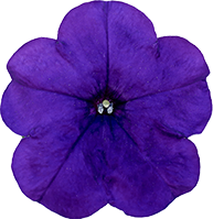 よく咲くペチュニア バカラiQ ブルー 花のアップ写真