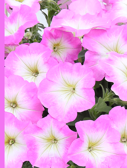 よく咲くペチュニア バカラiQ ピンクモーン 写真