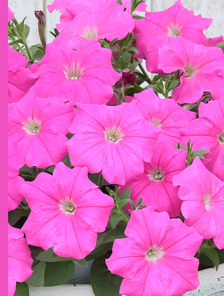 よく咲くペチュニア バカラiQ ピンク 写真