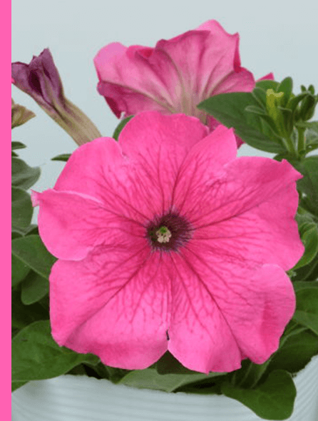 よく咲くペチュニア パフィン ピンク 写真