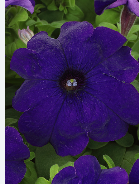 よく咲くペチュニア パフィン ブルー 写真