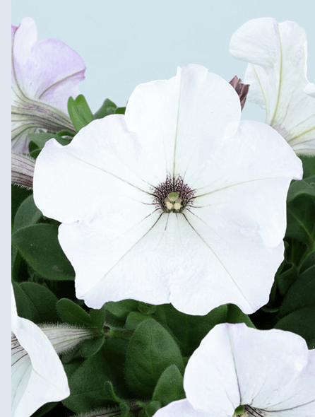 よく咲くペチュニア バカラiQ シルバーホワイト 写真