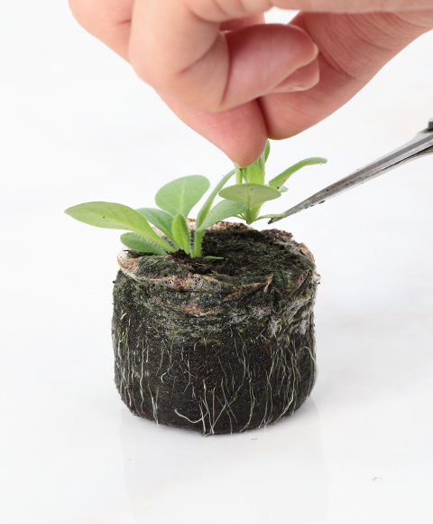 ペチュニア バカラiQの芽をハサミで切り、間引きしている写真