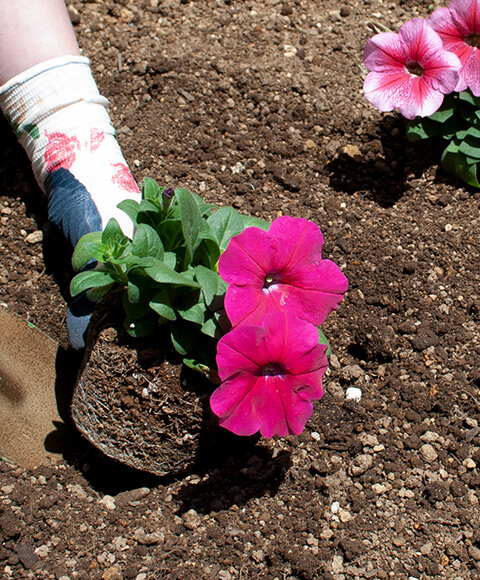 ペチュニア バカラiQの9cmポット苗を花壇に植えつけている写真
