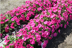 よく咲くペチュニア バカラiQ ピンク（雨後 4日目の写真）ほぼ満開にまで回復している