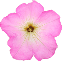 よく咲くペチュニア パフィン ピンクモーンの説明を見る