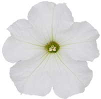 よく咲くペチュニア パフィン ホワイトの説明を見る