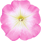 バカラiQ ピンクモーンの花