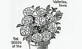 完全八重咲きF1ペチュニア「ビクトリアス ミックス」のイラストレーション。種1ポンド10,656ドルの値段がつけられている