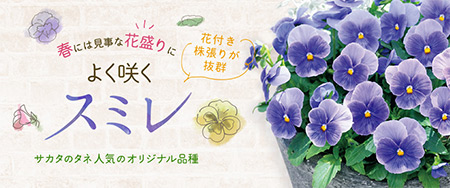 花付き・株張りが抜群！ 春には見事な花盛りに よく咲くスミレ