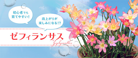 初心者でも育てやすい！雨上がりが楽しみになる！？ゼフィランサス