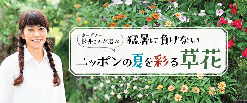 猛暑に負けない ガーデナー杉井さんが選ぶ ニッポンの夏を彩る草花